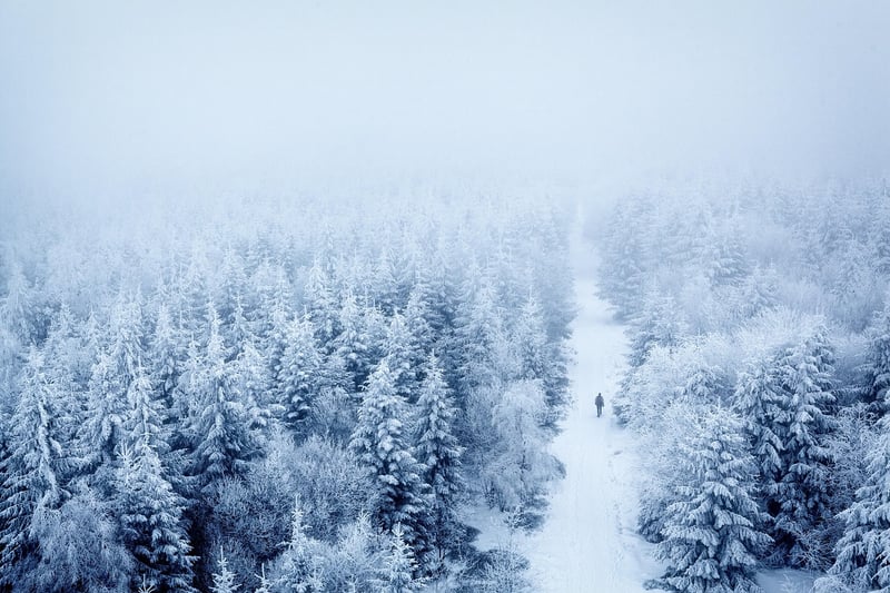 Mystical Woods